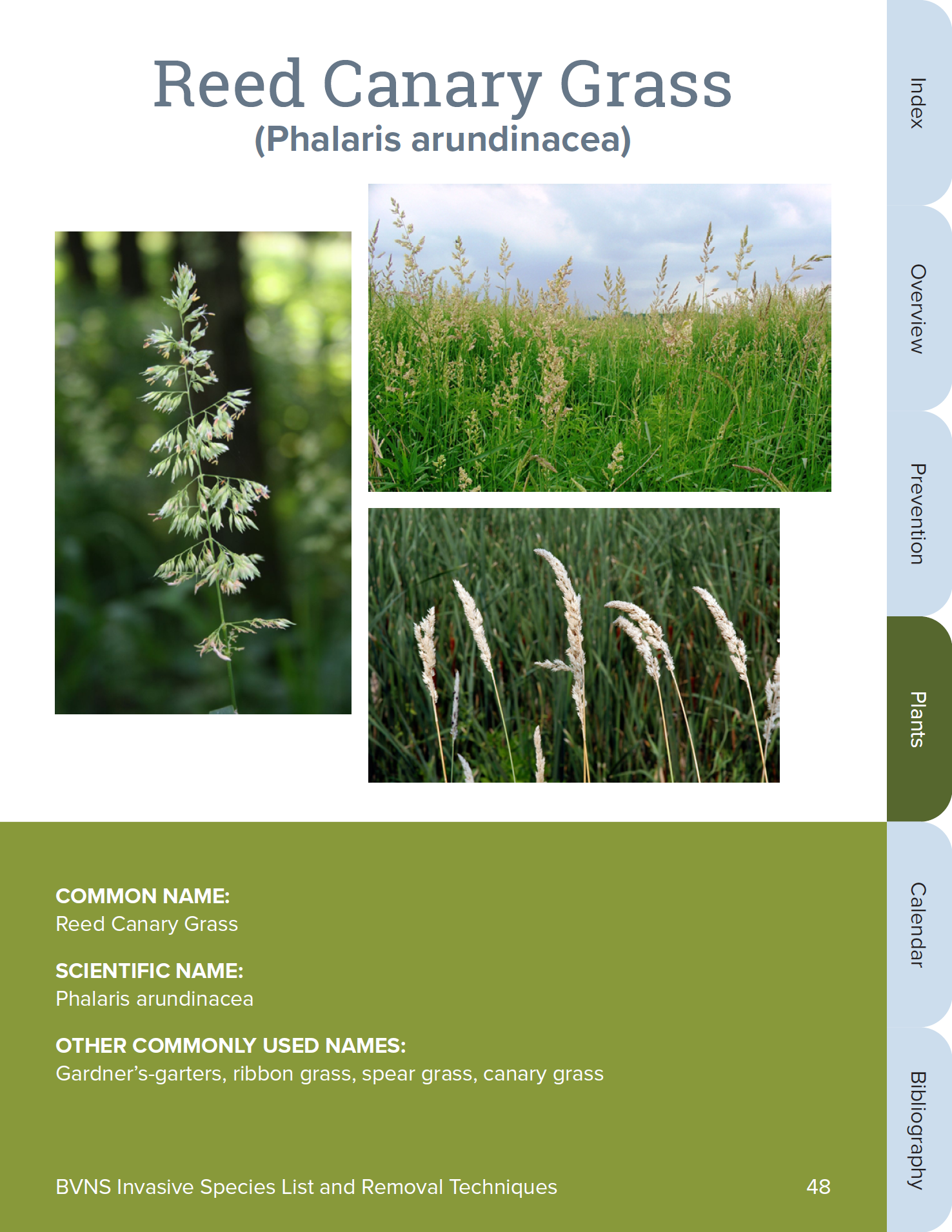 Plant title page from final document, with plant photos and green solid shape with white type on it